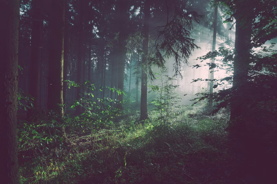 Forest hideaway
